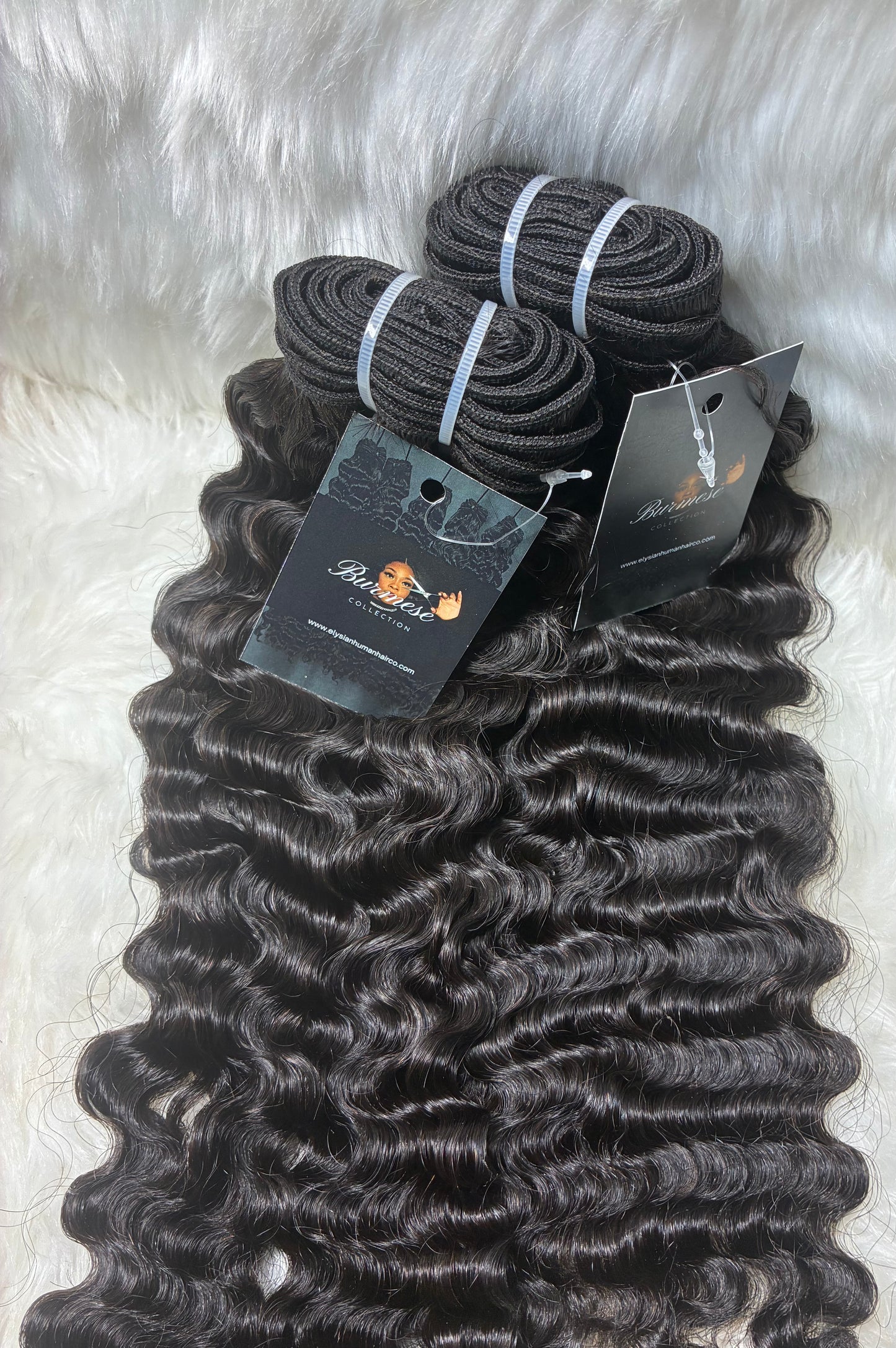 Burmese Curly